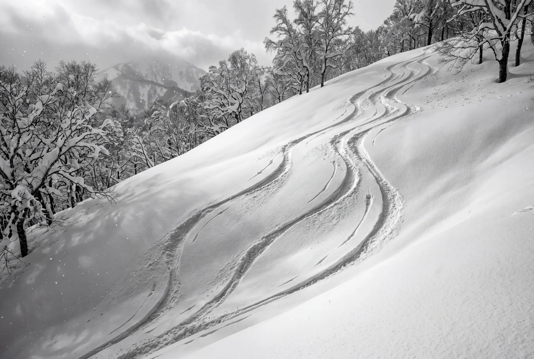 Two ski tracks curving down an untouched snow slope between birch